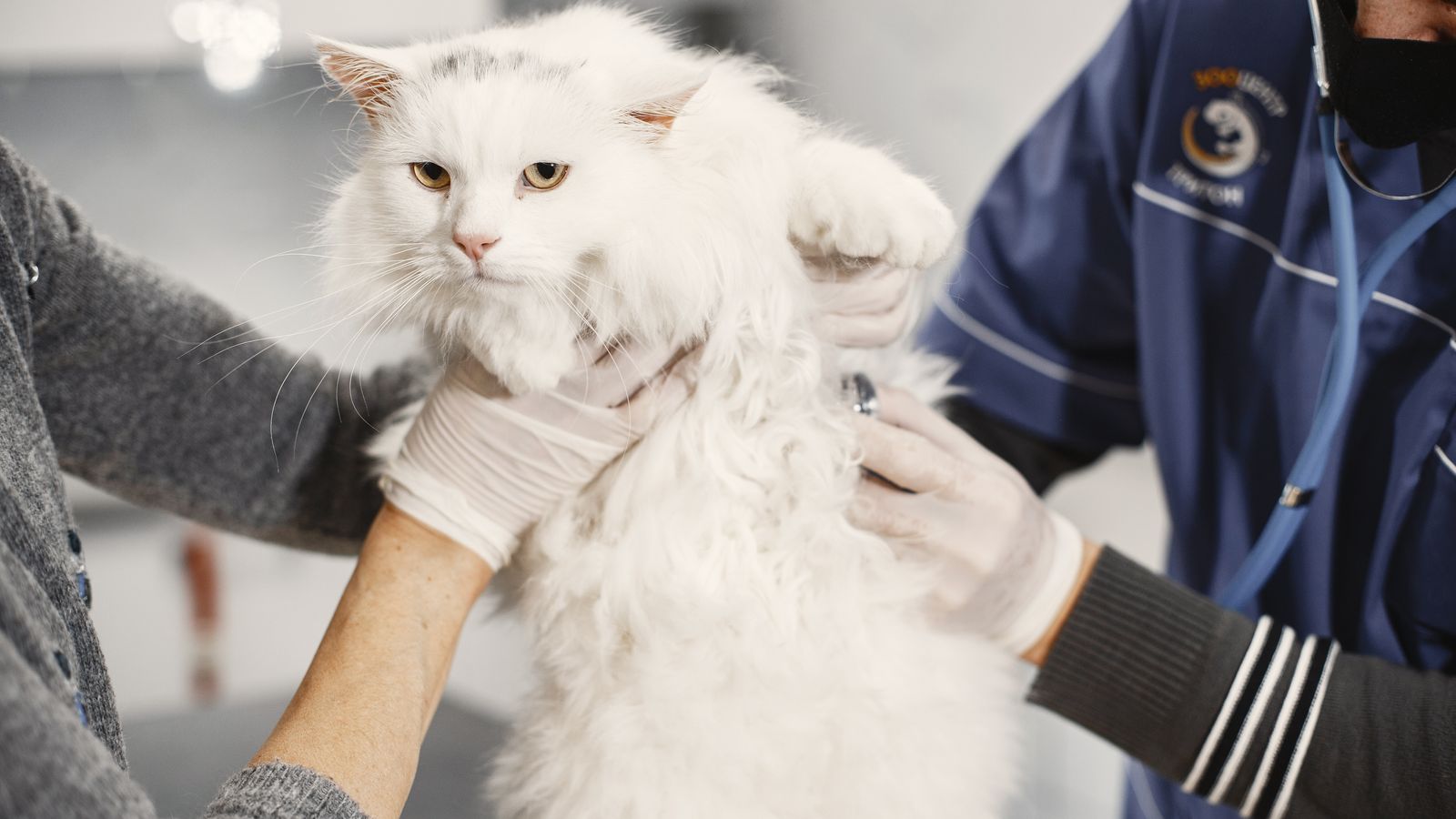 Veterinario che visita un gatto in clinica